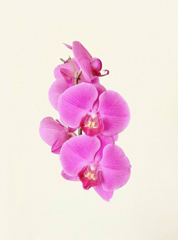 pink orchids rest home